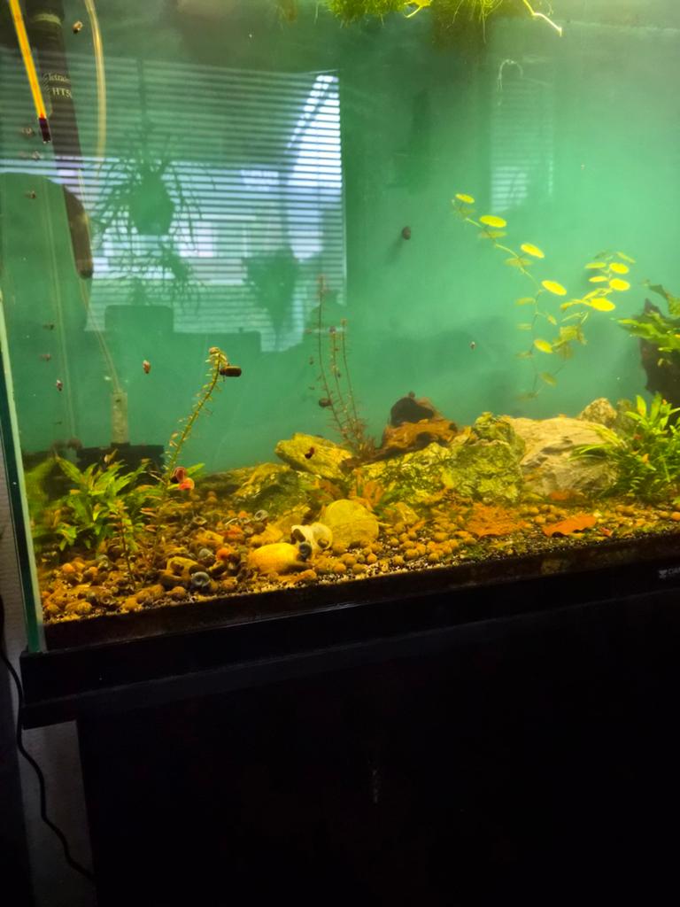 Compleet aquarium, Dieren en Toebehoren, Ophalen, Inclusief deksel, Gebruikt, Gevuld zoetwateraquarium