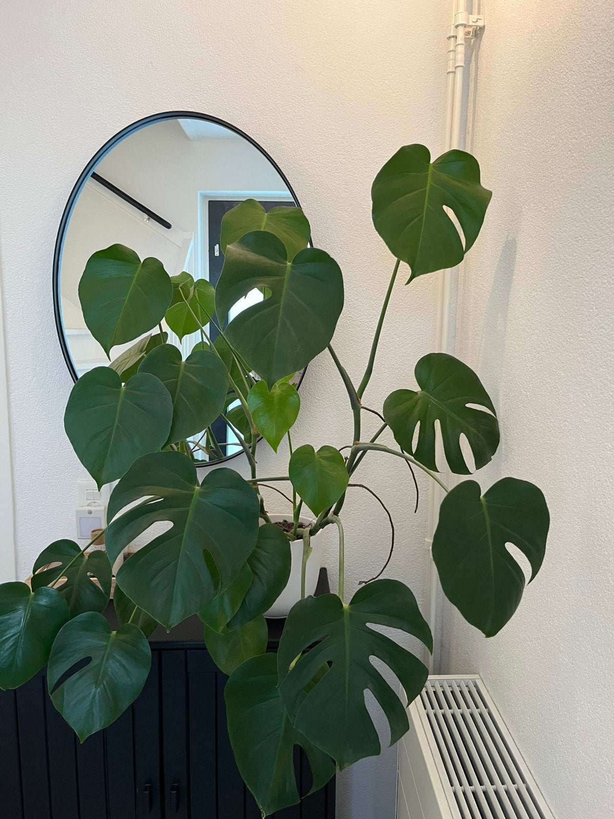 Grote Monstera plant, Huis en Inrichting, Kamerplanten, Groene kamerplant, Ophalen, Halfschaduw, Minder dan 100 cm