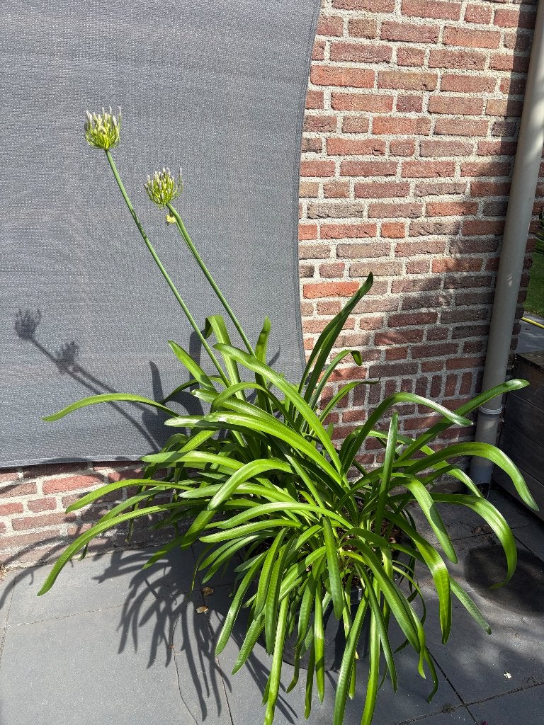 Agapanthus, Ophalen, Overige soorten, Volle zon