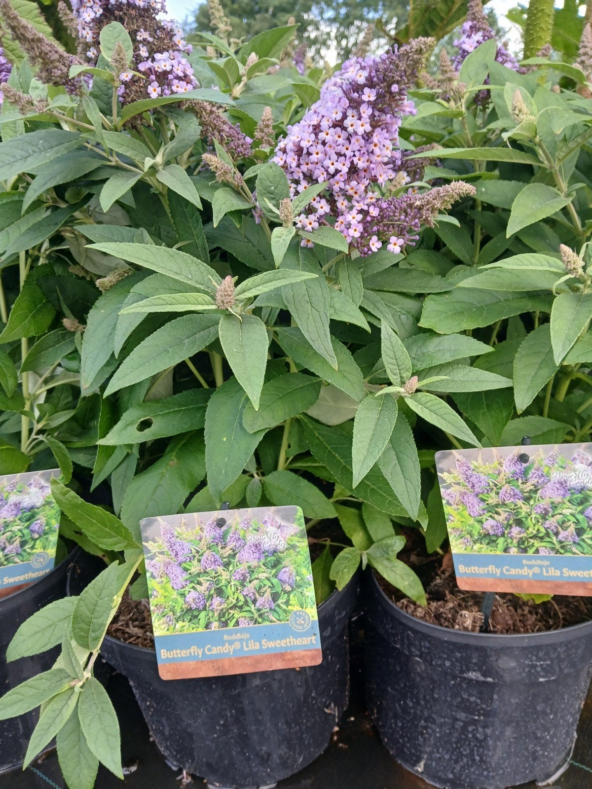 Buddleja 'Butterfly Candy Lila Sweetheart' - Vlinderstruik, Tuin en Terras, Overige soorten, Volle zon, Vaste plant, Ophalen of Verzenden