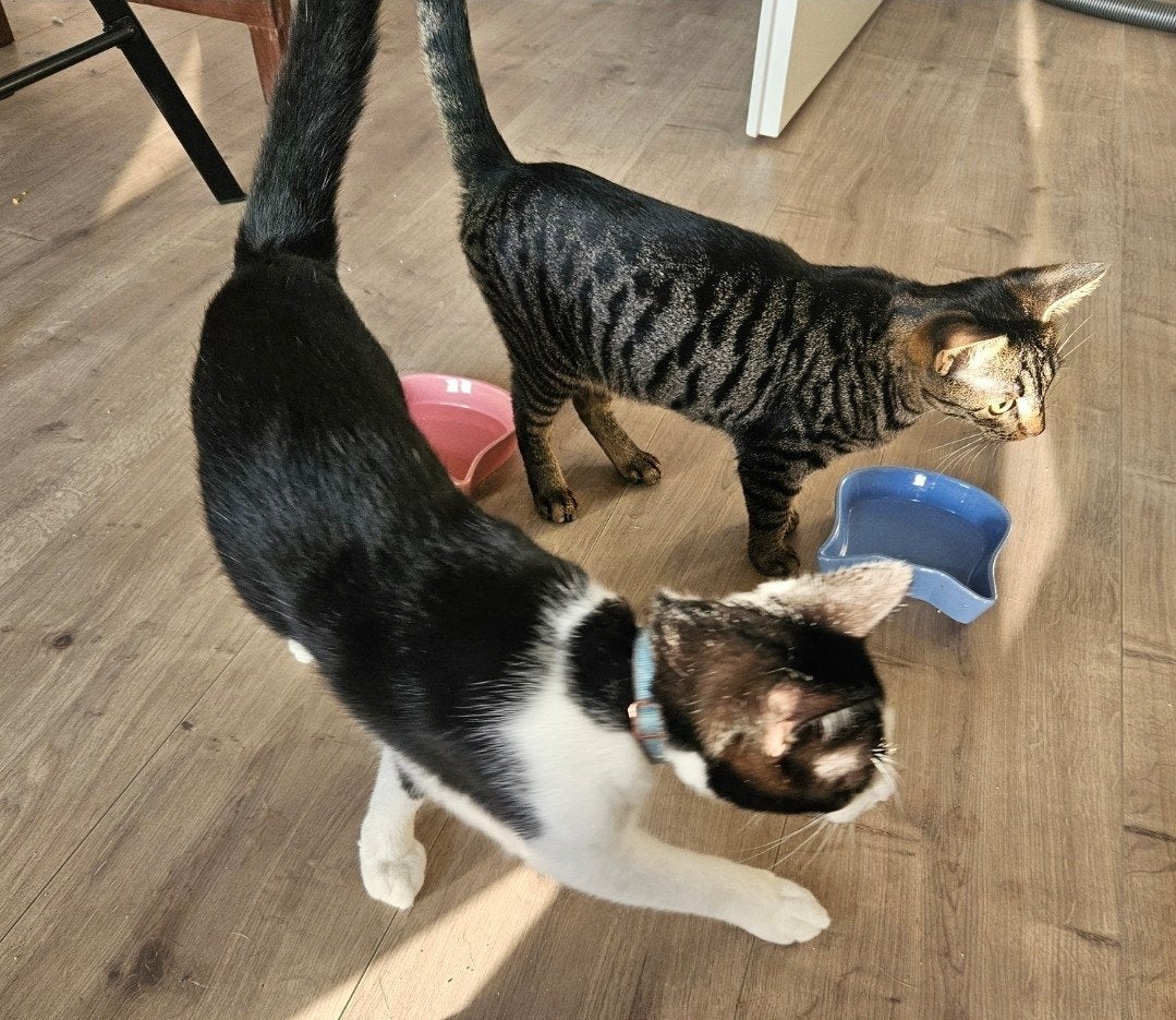 2 superleuke jonge katten inclusief volledige inboedel, Meerdere dieren