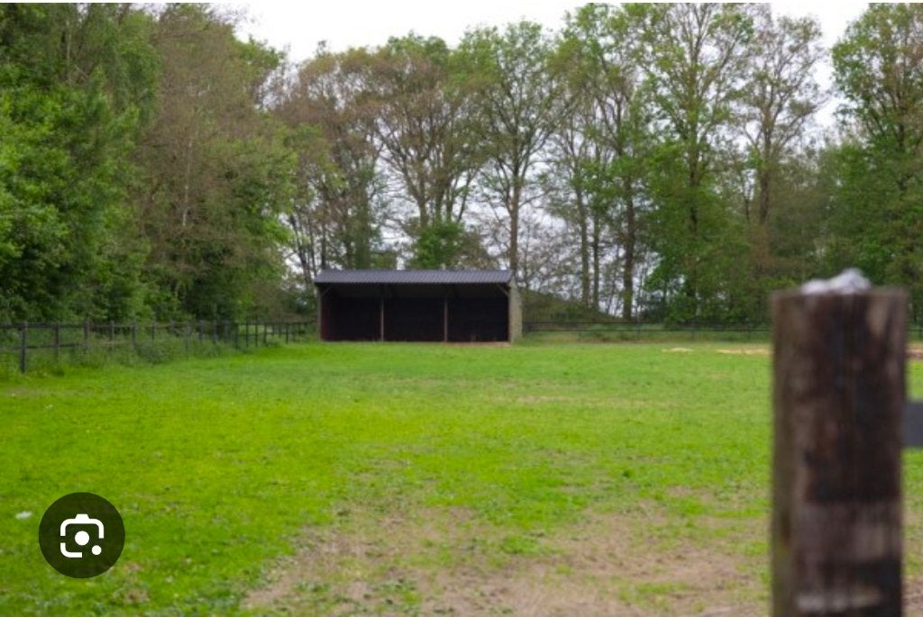 Gezocht Weiland!, Weidegang, 2 of 3 paarden of pony's