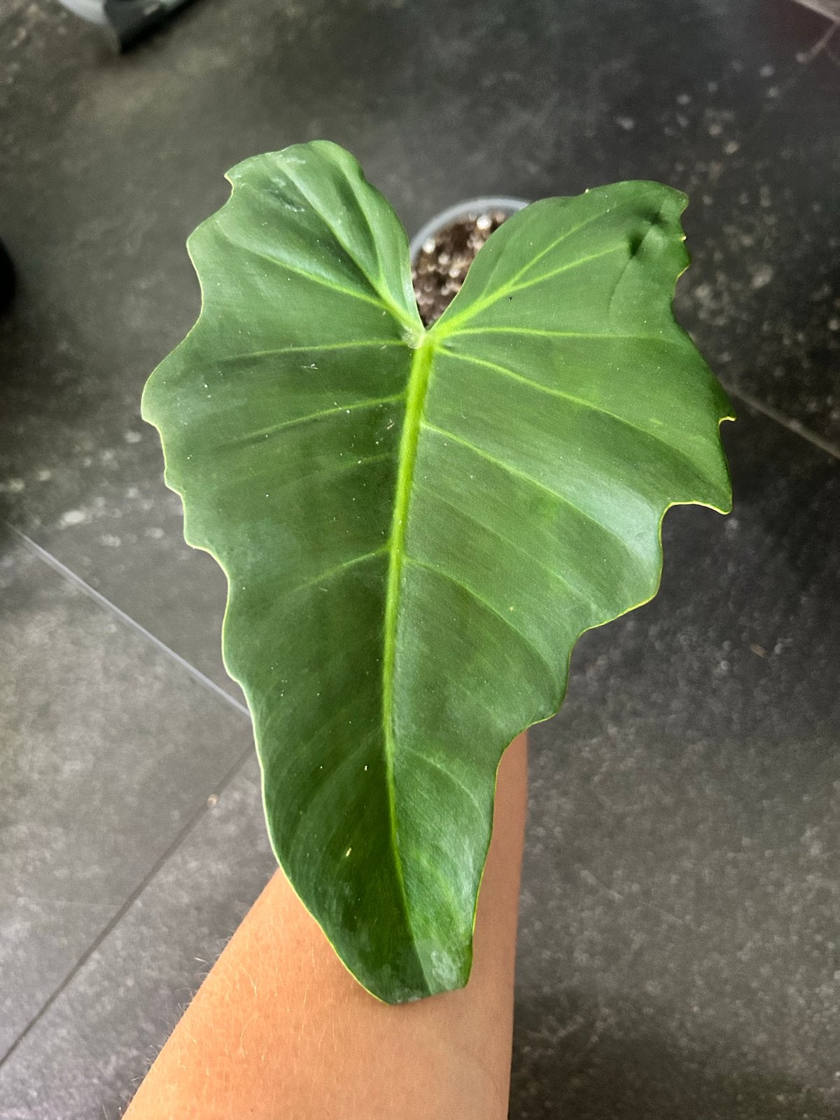 Philodendron Golden Dragon - Unieke Bladtekening, Huis en Inrichting, Kamerplanten, Ophalen of Verzenden, Halfschaduw, Minder dan 100 cm