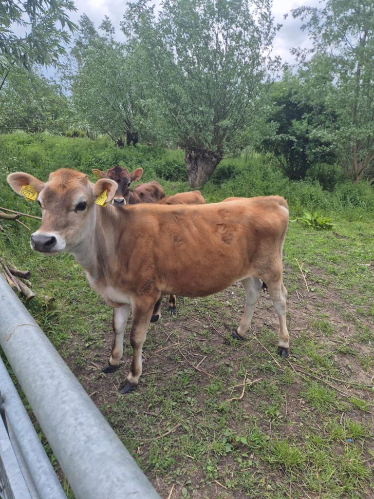 Jersey vaars kalveren, Dieren en Toebehoren, Runderen, Mannelijk