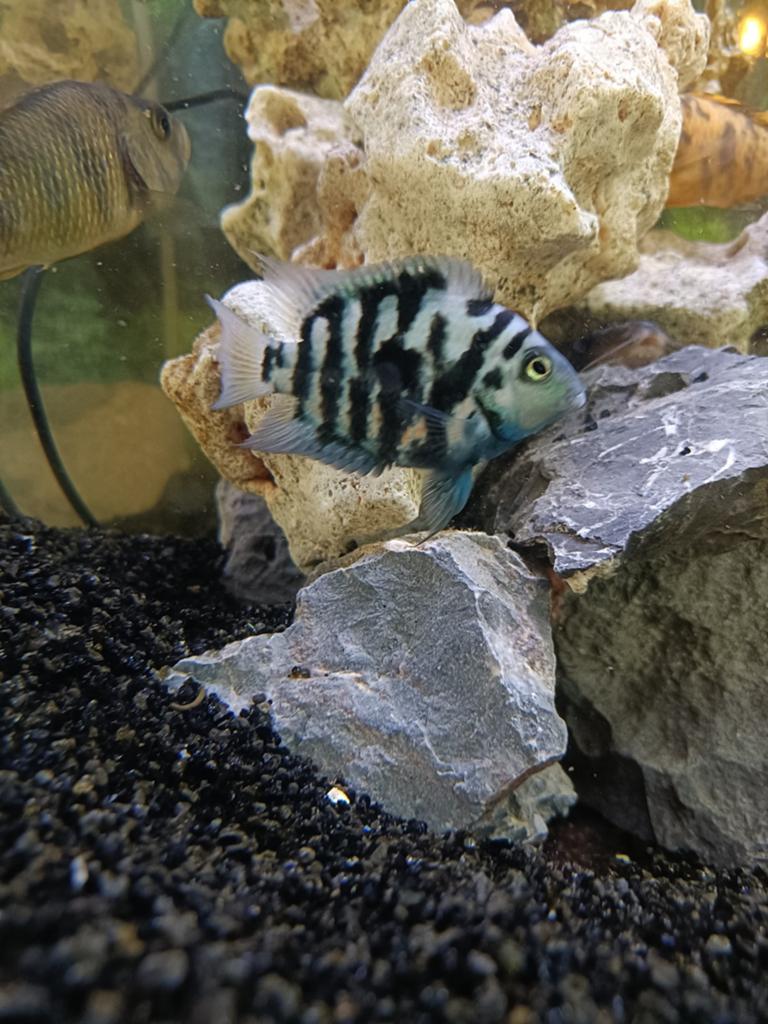 Zebra Cichliden! 2 stuks, Vis