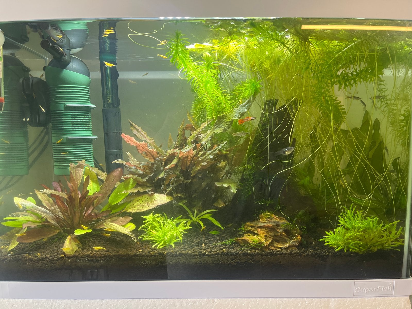 Compleet ingericht aquarium ca 50 liter, Ophalen, Zo goed als nieuw, Gevuld zoetwateraquarium