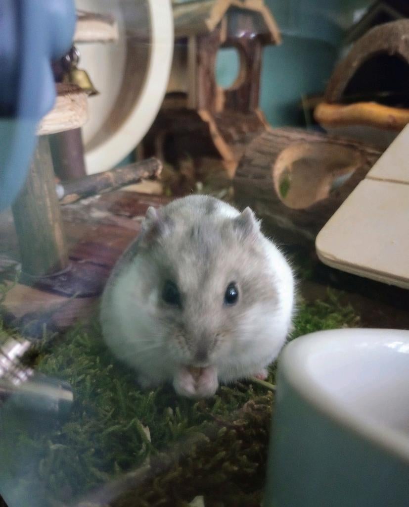 Knaagdieren oppas, Geslacht onbekend, Januari, Overige typen, Tam