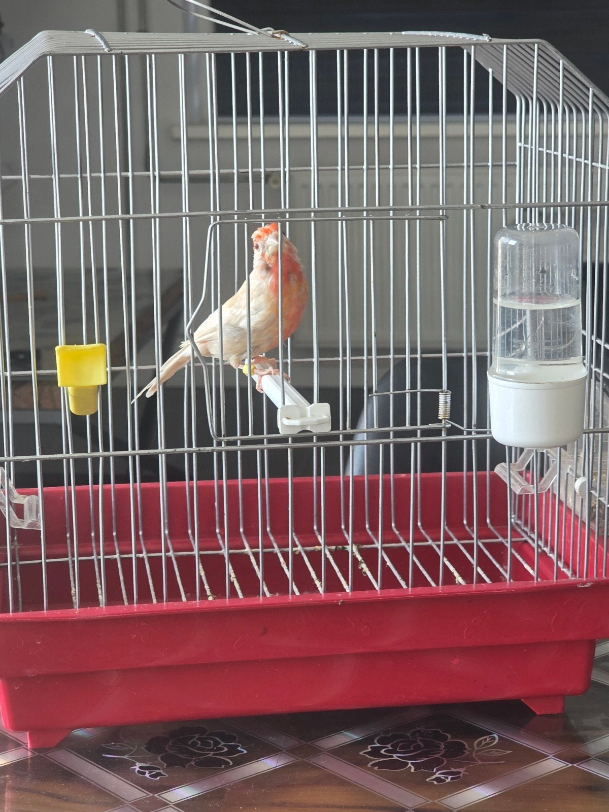 Roodmus pheo Man geringd 2024, Mannelijk, Tropenvogel, Geringd