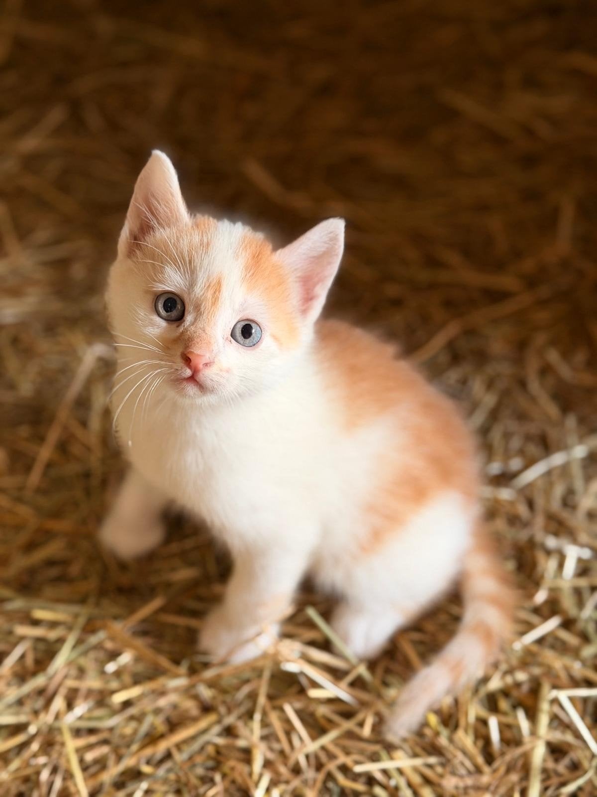 Super gezellige kittens, Meerdere dieren, Kortharig, 0 tot 2 jaar