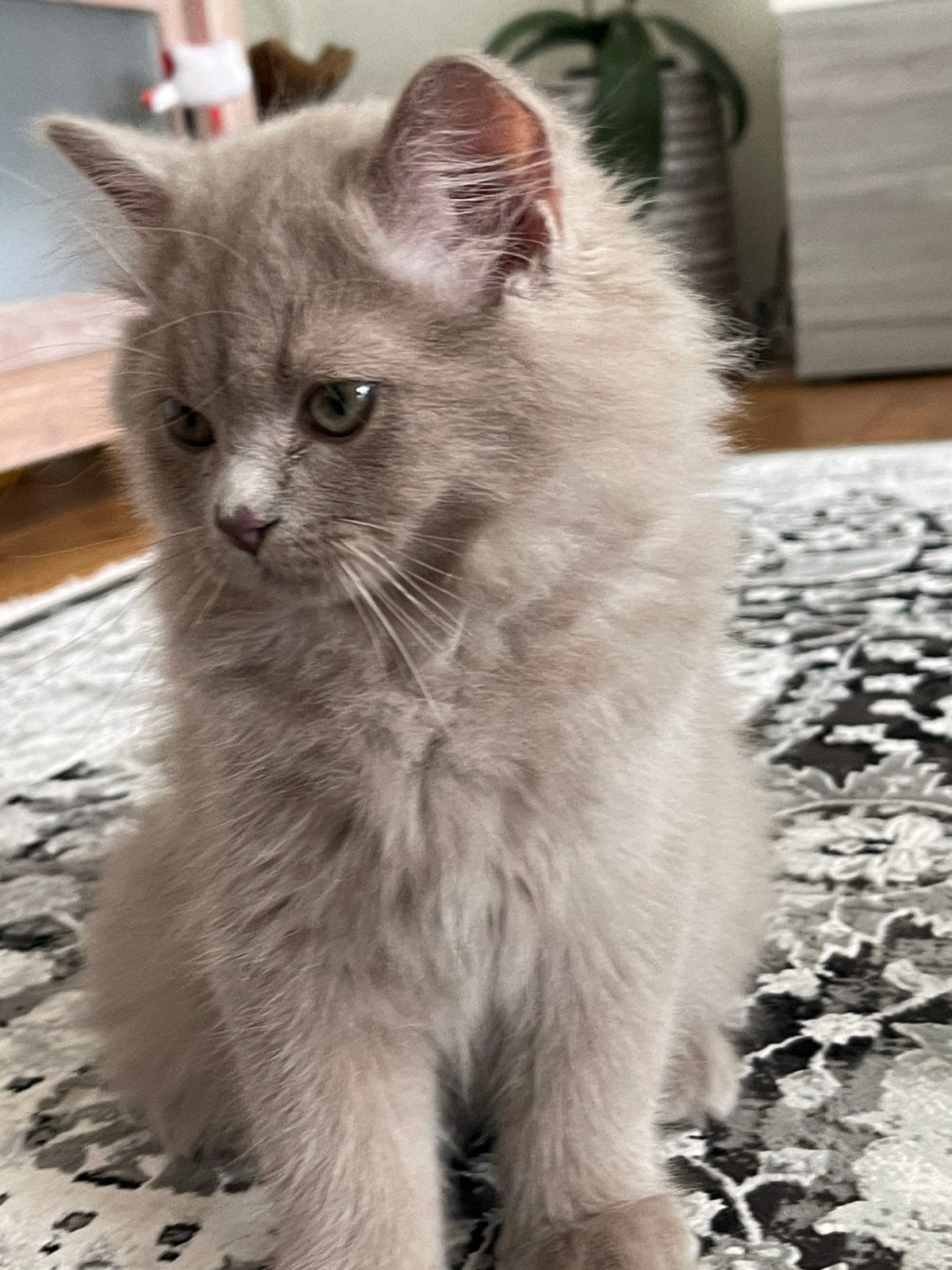 Mooie Lilac Brits Langhaar Kitten, Dieren en Toebehoren, Kater, Ingeënt