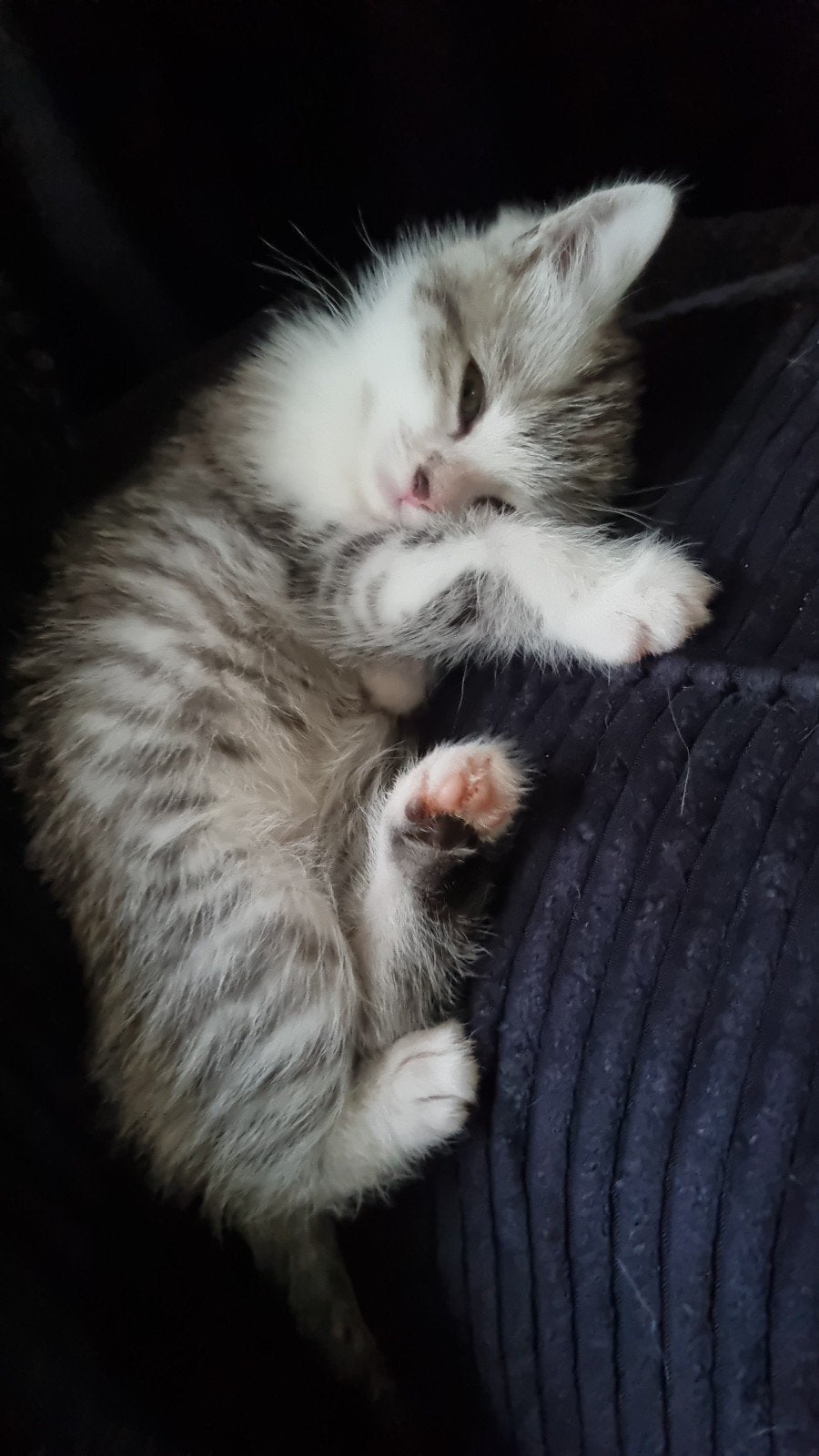 Kitten britse korthaar american, Dieren en Toebehoren, Poes