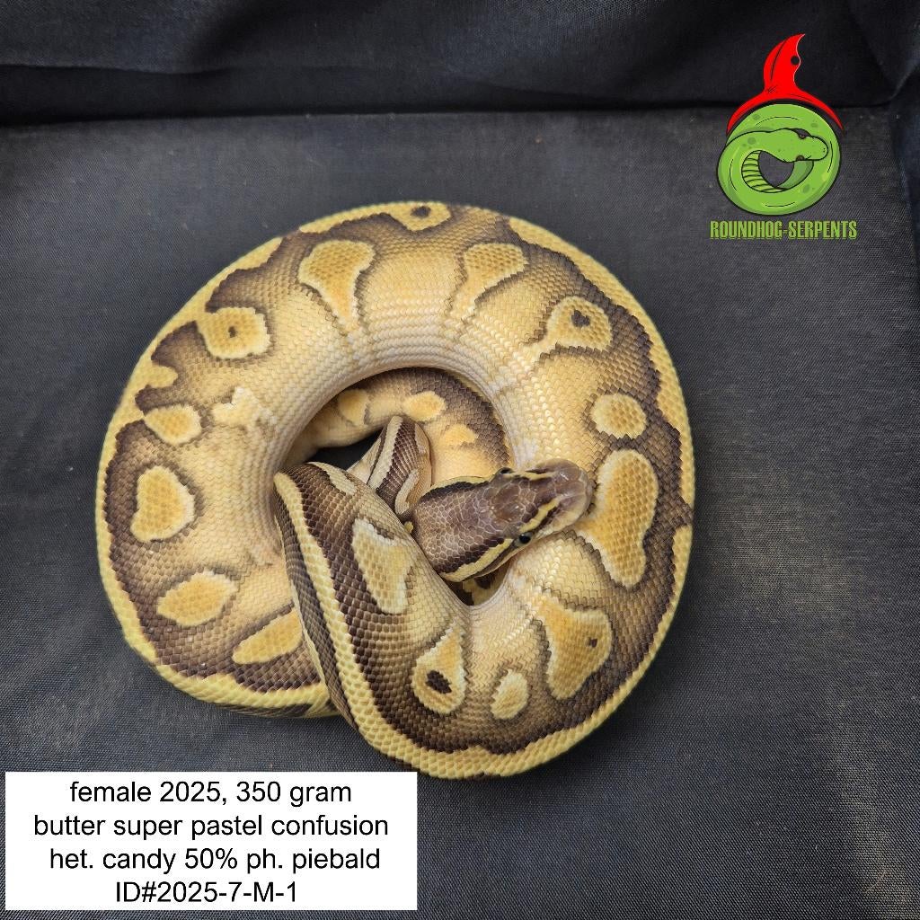 regius butter super pastel confusion het. candy Ball Python - female for sale from Roundhog serpents