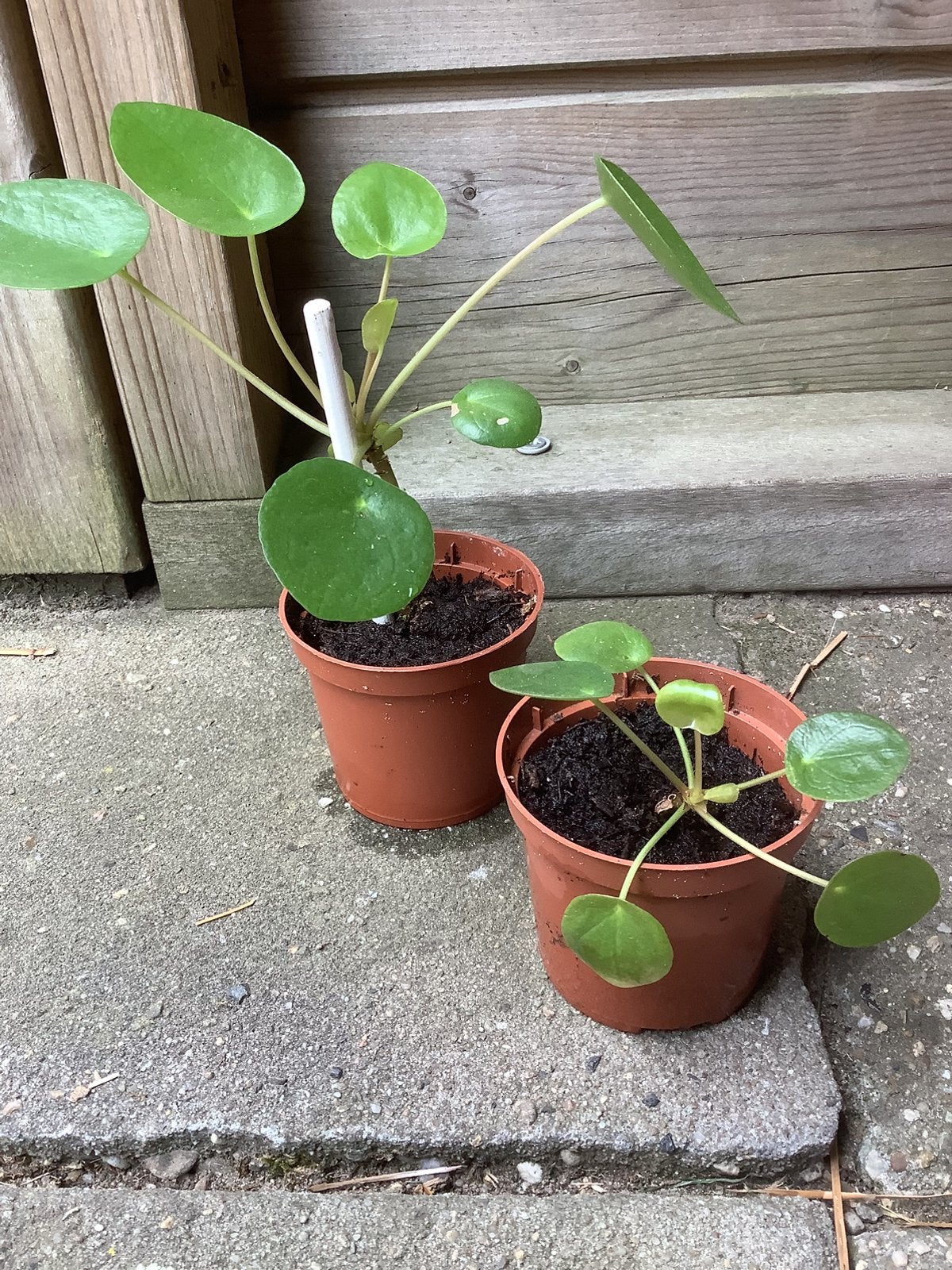 2 pannenkoek planten, Ophalen