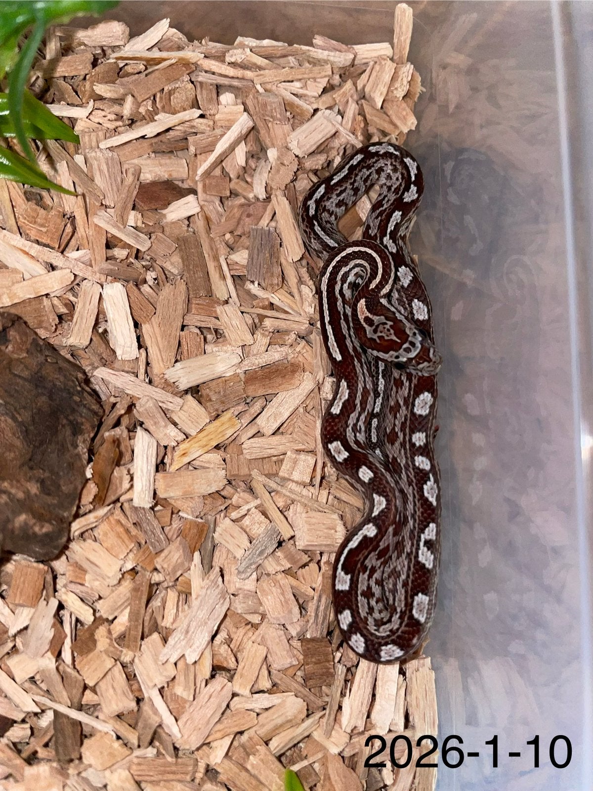 Jonge Rattenslangen div morphs Rat Snake photo 10