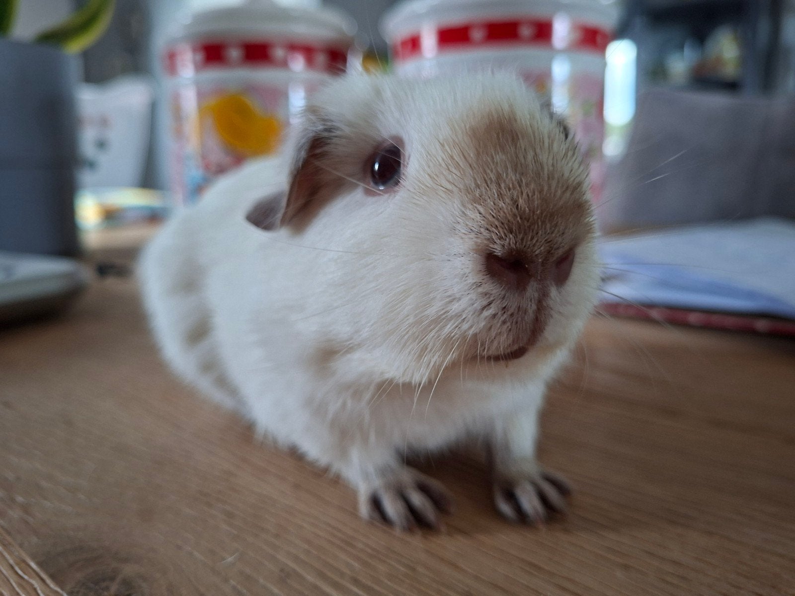 Cavia Gladhaar wit californian choco, Dieren en Toebehoren, Mannelijk, Tam, Maart, Cavia