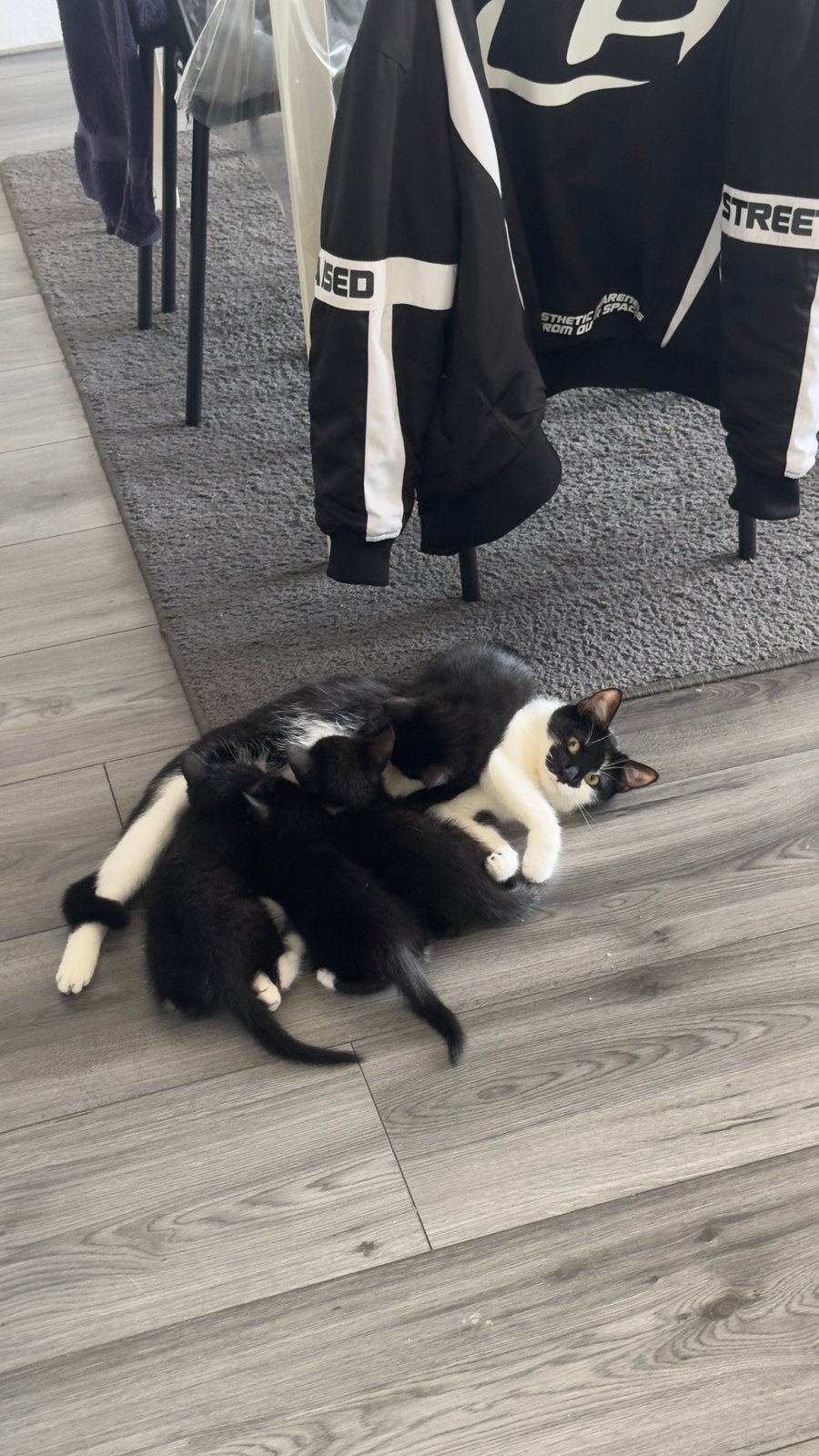 Kitten TER ADOPTIE