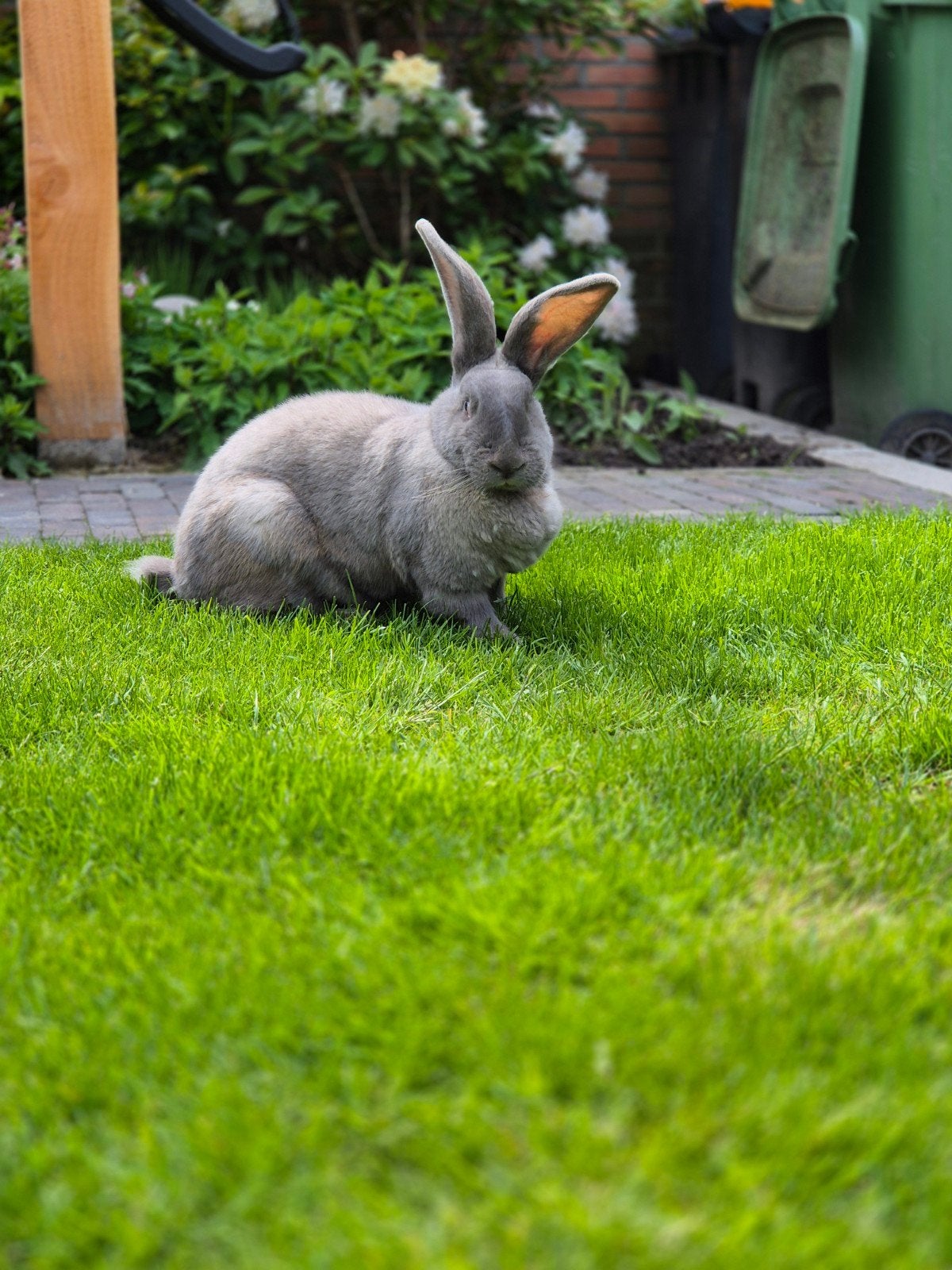 Duitse reus voedster, Dieren en Toebehoren, Konijnen, Vrouwelijk, Groot, 0 tot 2 jaar