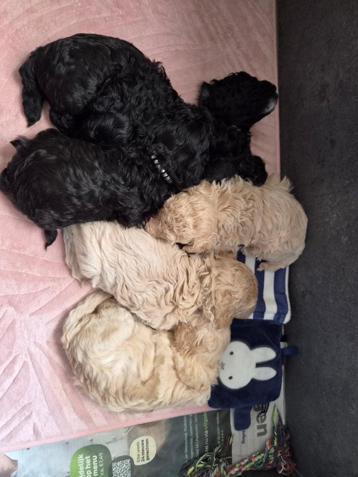 Toypoedel x kleine Dwergpoedel pups, Dieren en Toebehoren, Poedel, 8 tot 15 weken, Meerdere, Meerdere dieren