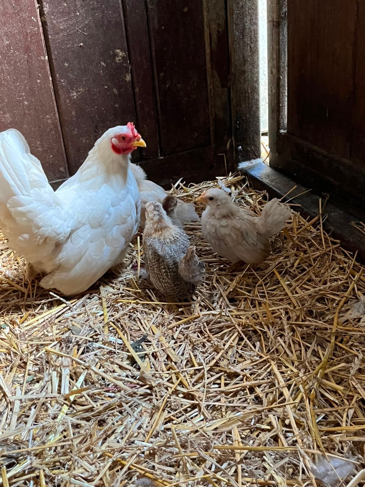 chabo kuikens, Dieren en Toebehoren, Pluimvee, Geslacht onbekend, Kip