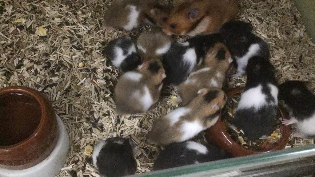 Goudhamsters, jonge hamsters., Dieren en Toebehoren, Knaagdieren, Hamster, Februari, Meerdere dieren, Tam
