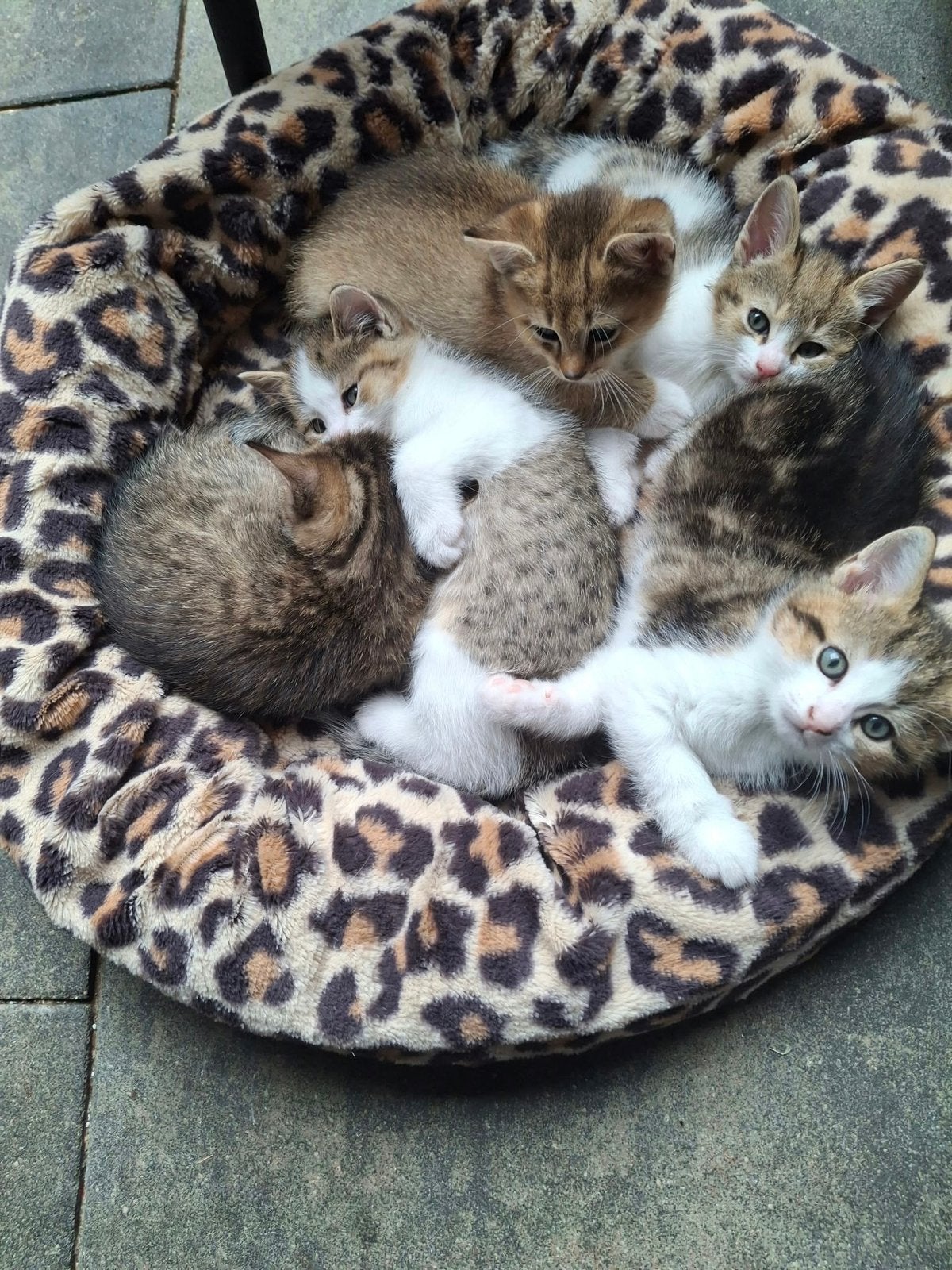 Te koop 3 Britse/Europese korthaar kittens, Meerdere dieren, Kortharig, 0 tot 2 jaar