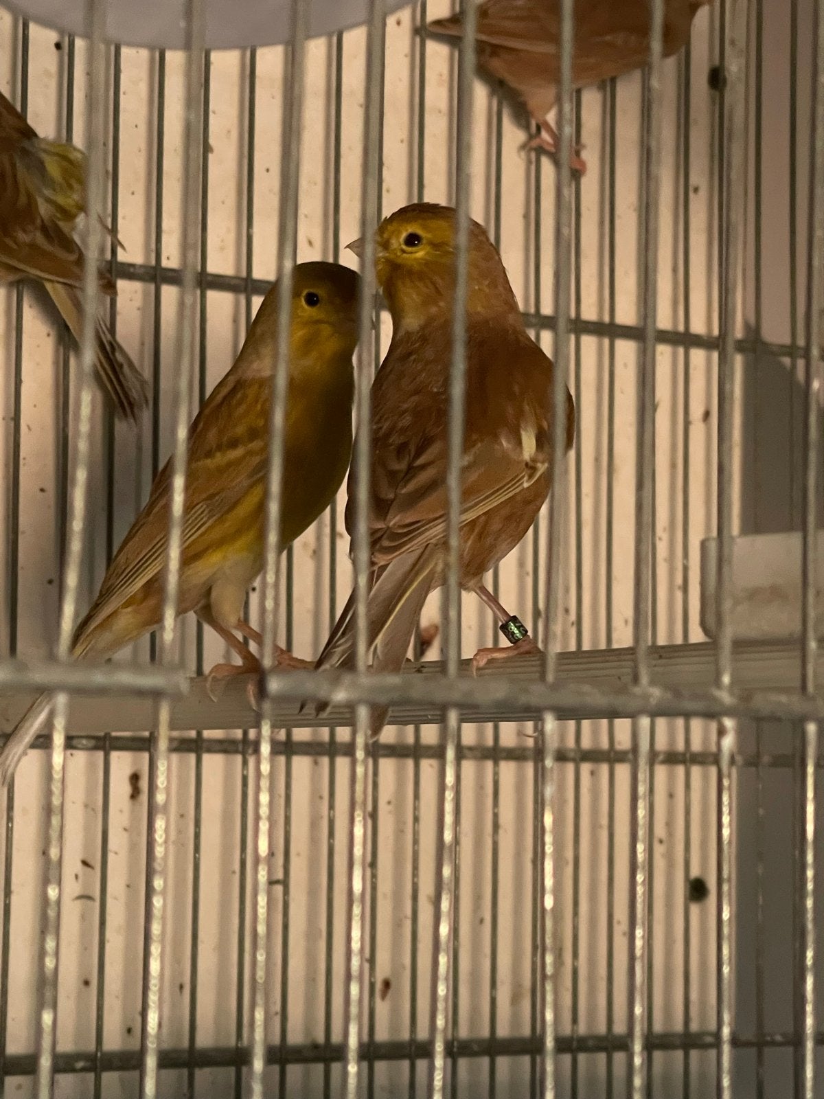 Kanaries split fhaeo, Meerdere dieren, Kleurkanarie