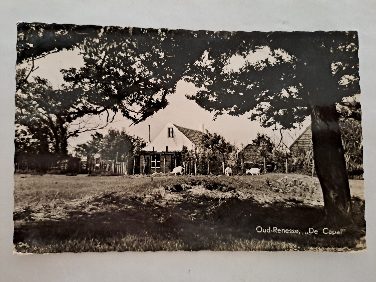 Oud Renesse , gelopen, Ophalen of Verzenden, 1940 tot 1960, Zuid-Holland
