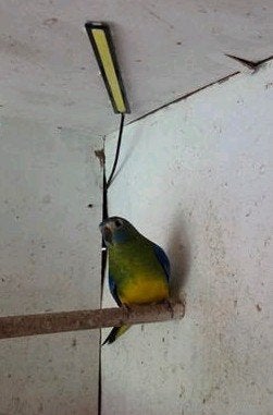 2 turquoise parkieten poppen, Vrouwelijk
