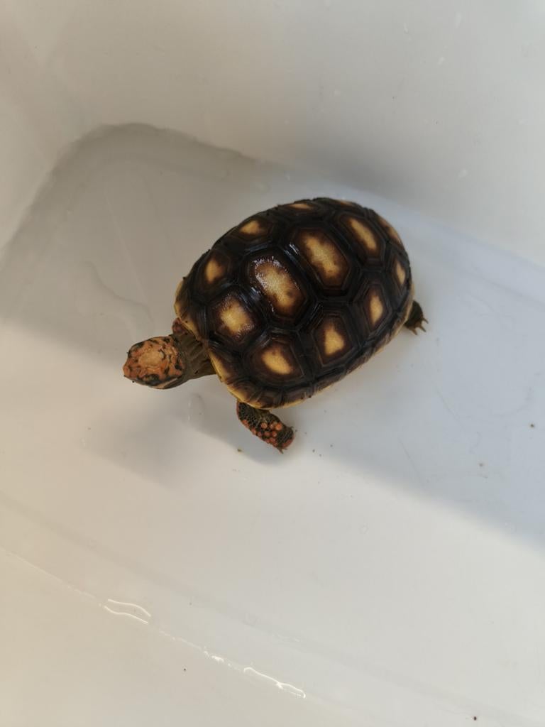 Kolenbrander schildpad, Dieren en Toebehoren, Reptielen en Amfibieën, Schildpad, 0 tot 2 jaar