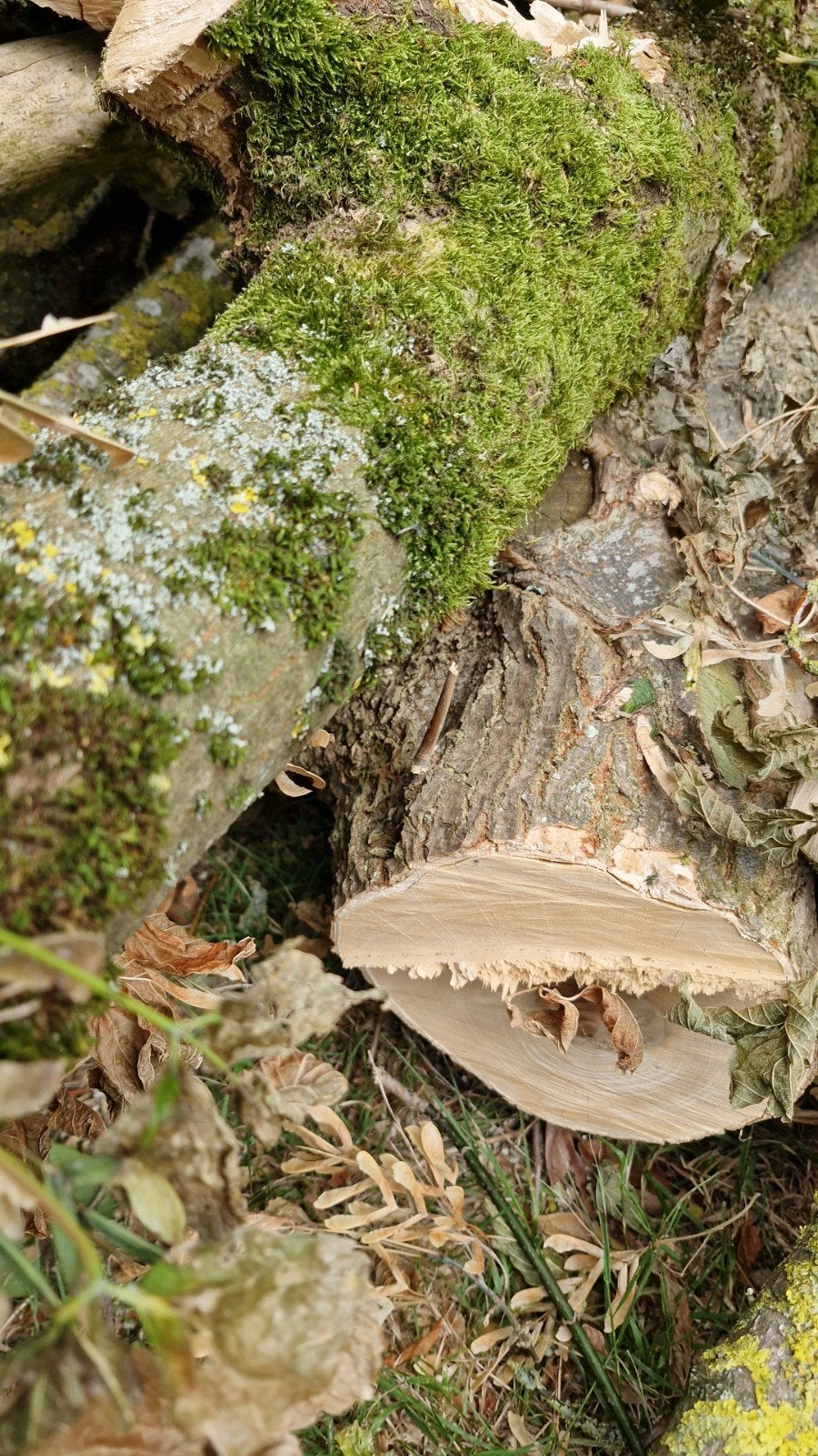 Gratis af te halen haardhout: stammen en takken, Ophalen of Verzenden
