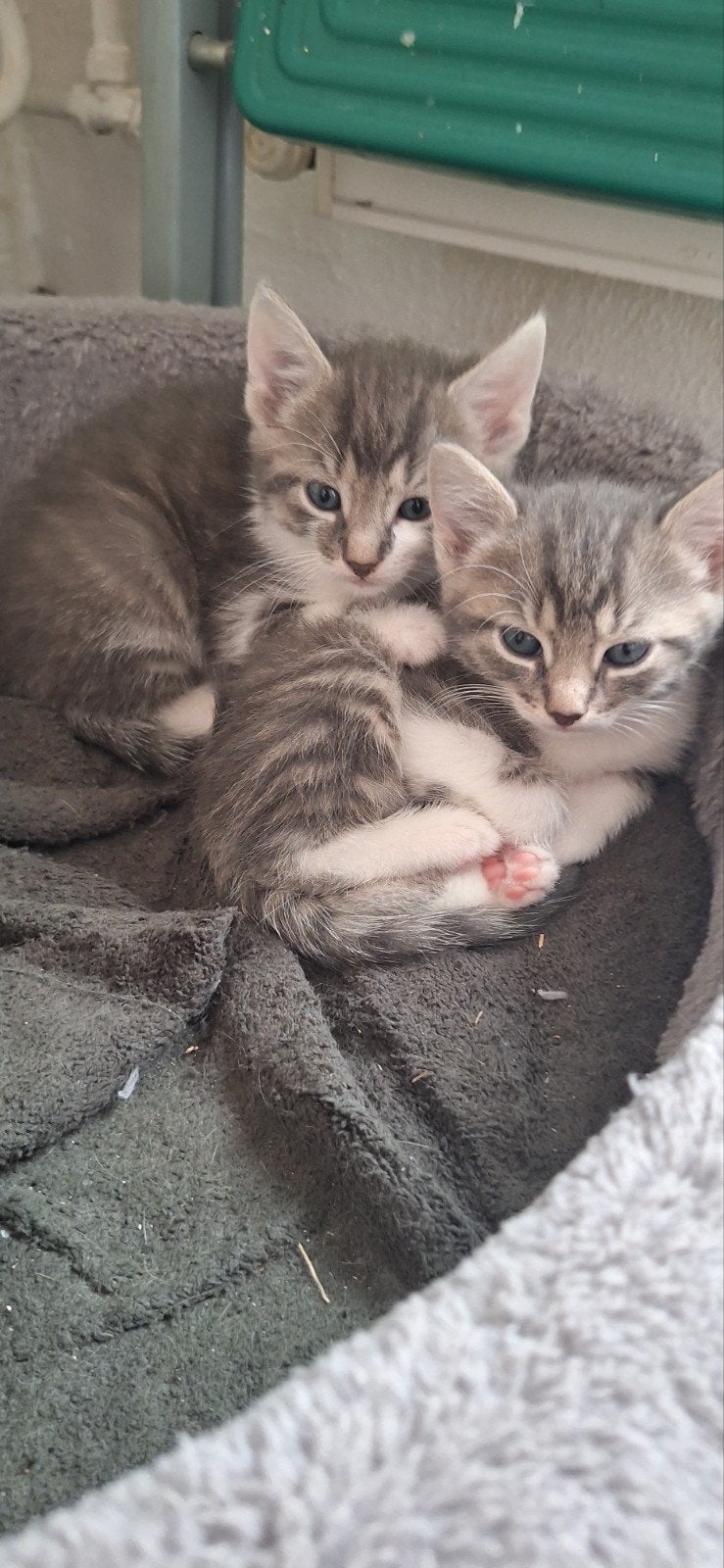 Prachtig gekleurd nestje kittens, Dieren en Toebehoren, Meerdere dieren, Kortharig, 0 tot 2 jaar
