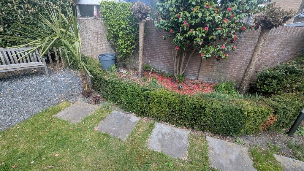 25m Taxus, Ophalen, Taxus, Haag, Minder dan 100 cm