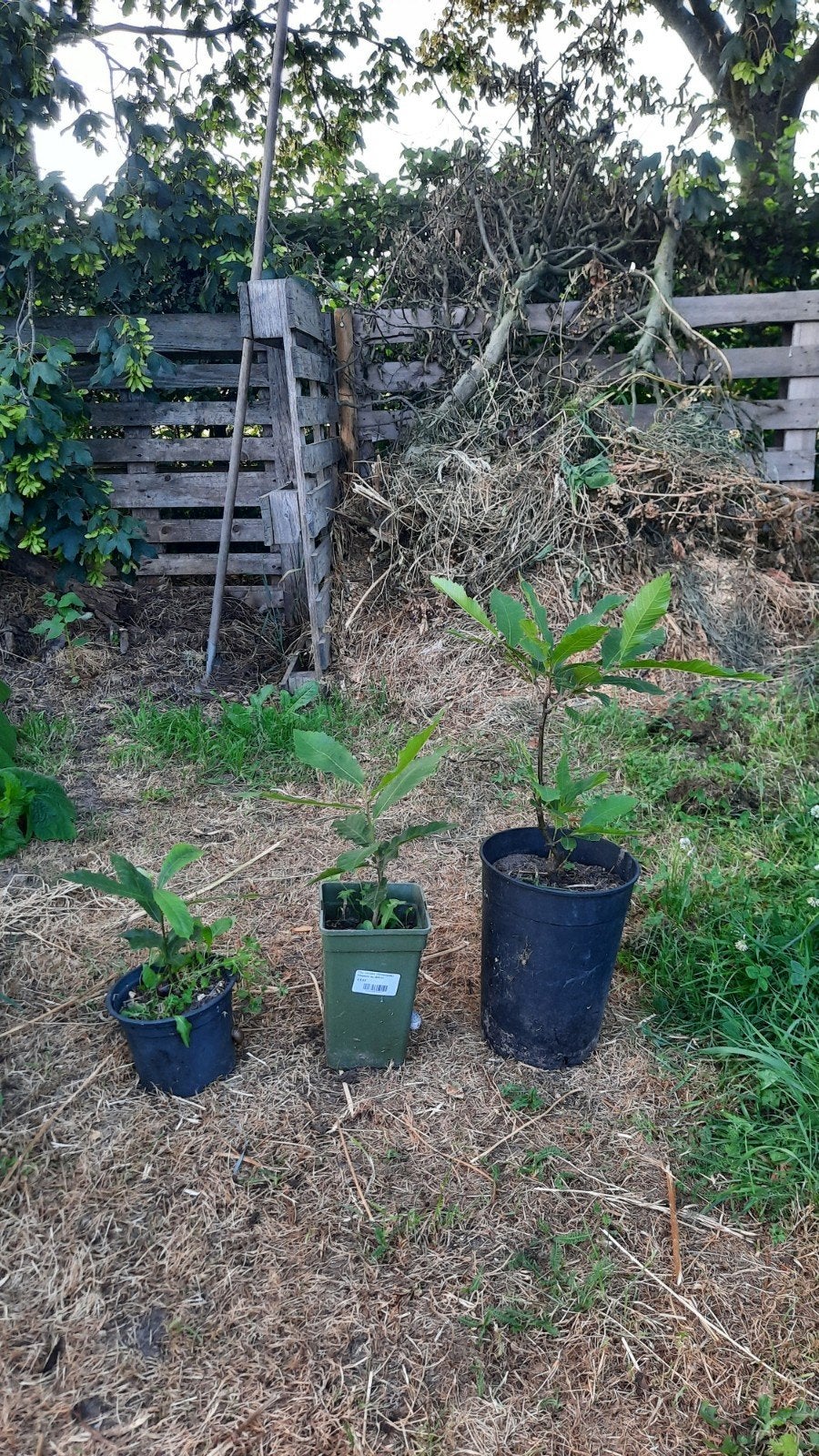 Tamme kastanje boompjes, Ophalen of Verzenden, Volle zon, Overige soorten, Minder dan 100 cm