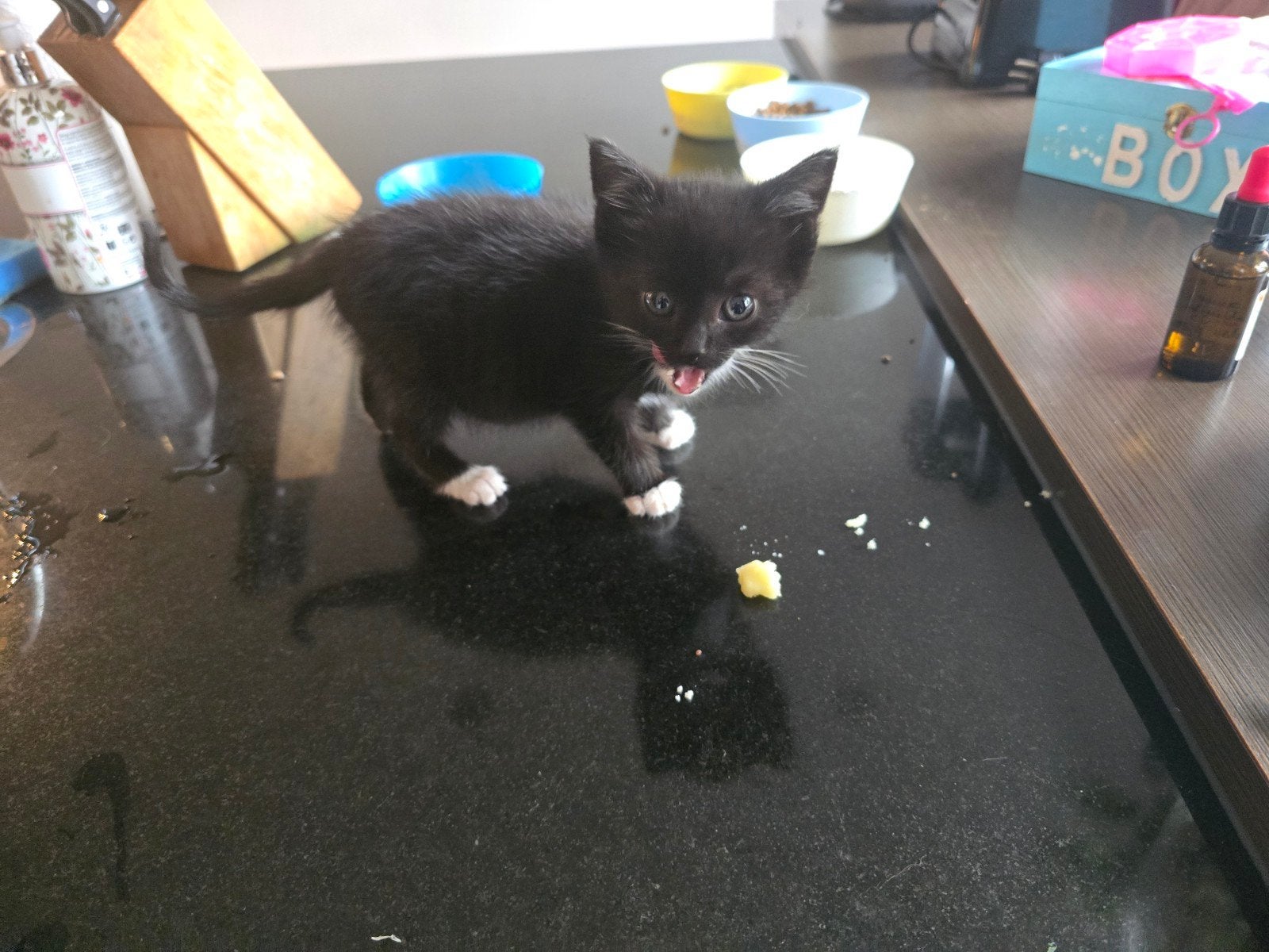 Lieve kitten gratis af te halen, Kater