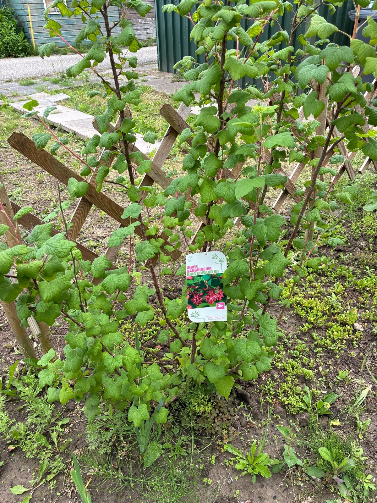 Ribes Sanguineum King Edward VII 2 stuks, Vaste plant, Halfschaduw, Lente, Ophalen