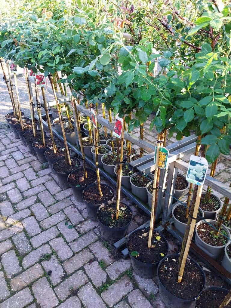 Stamrozen in diverse kleuren - Rozen op stam, Volle zon, Vaste plant, Zomer, Ophalen