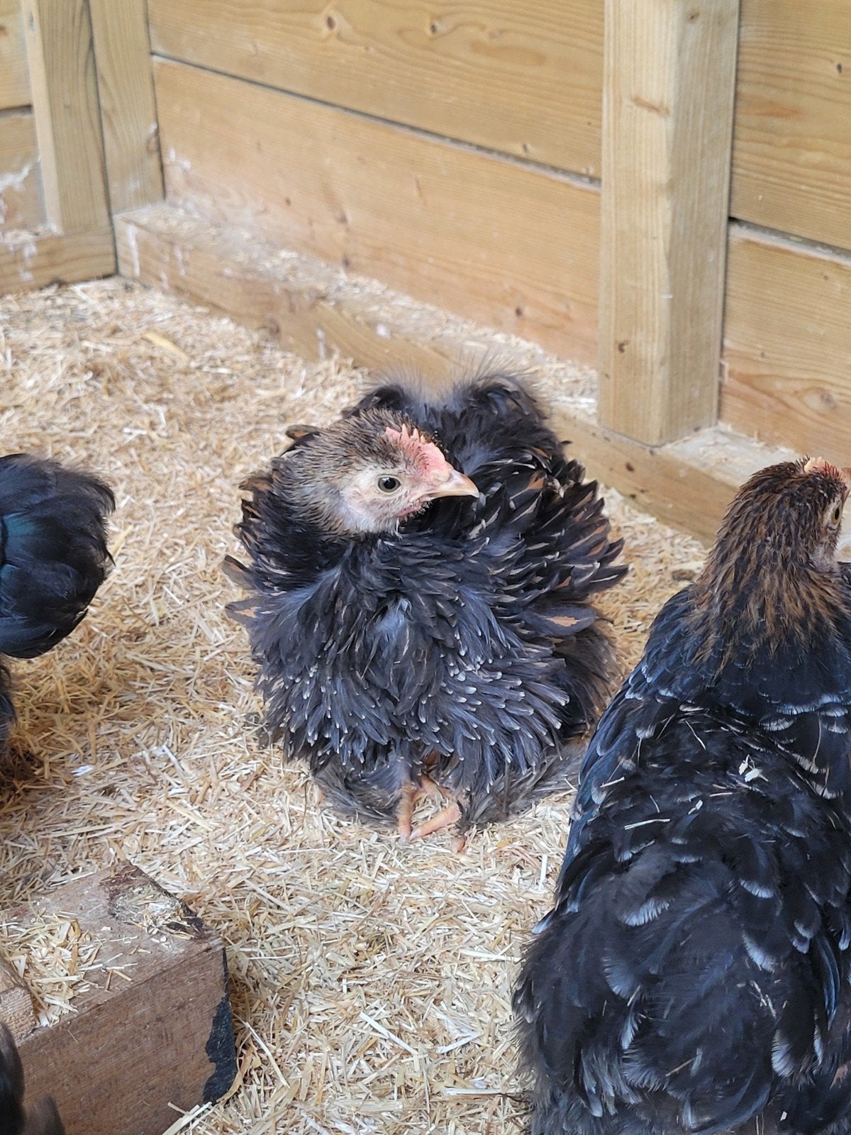Cochin kriel haantje, Dieren en Toebehoren, Mannelijk, Kip