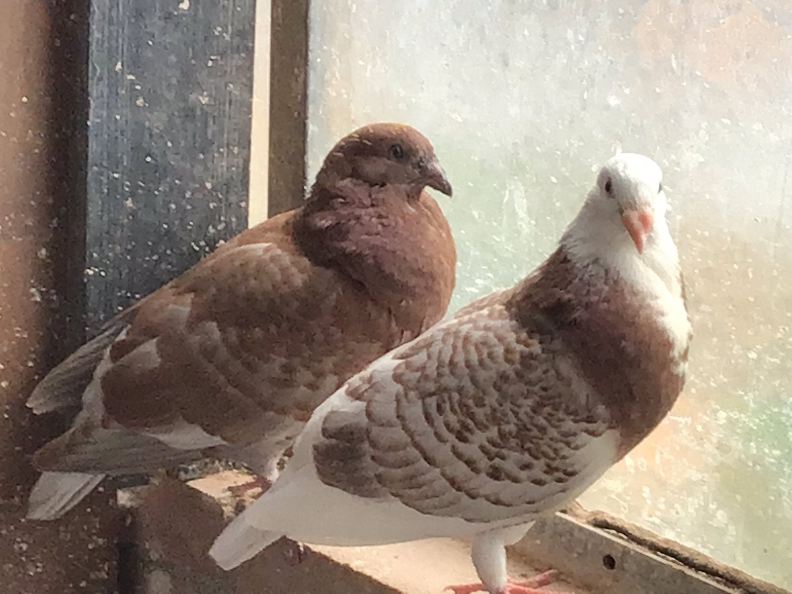 Te koop 2 mooie jongen,moeder gaditano,vader mooie bastaard., Dieren en Toebehoren, Geslacht onbekend, Kropper