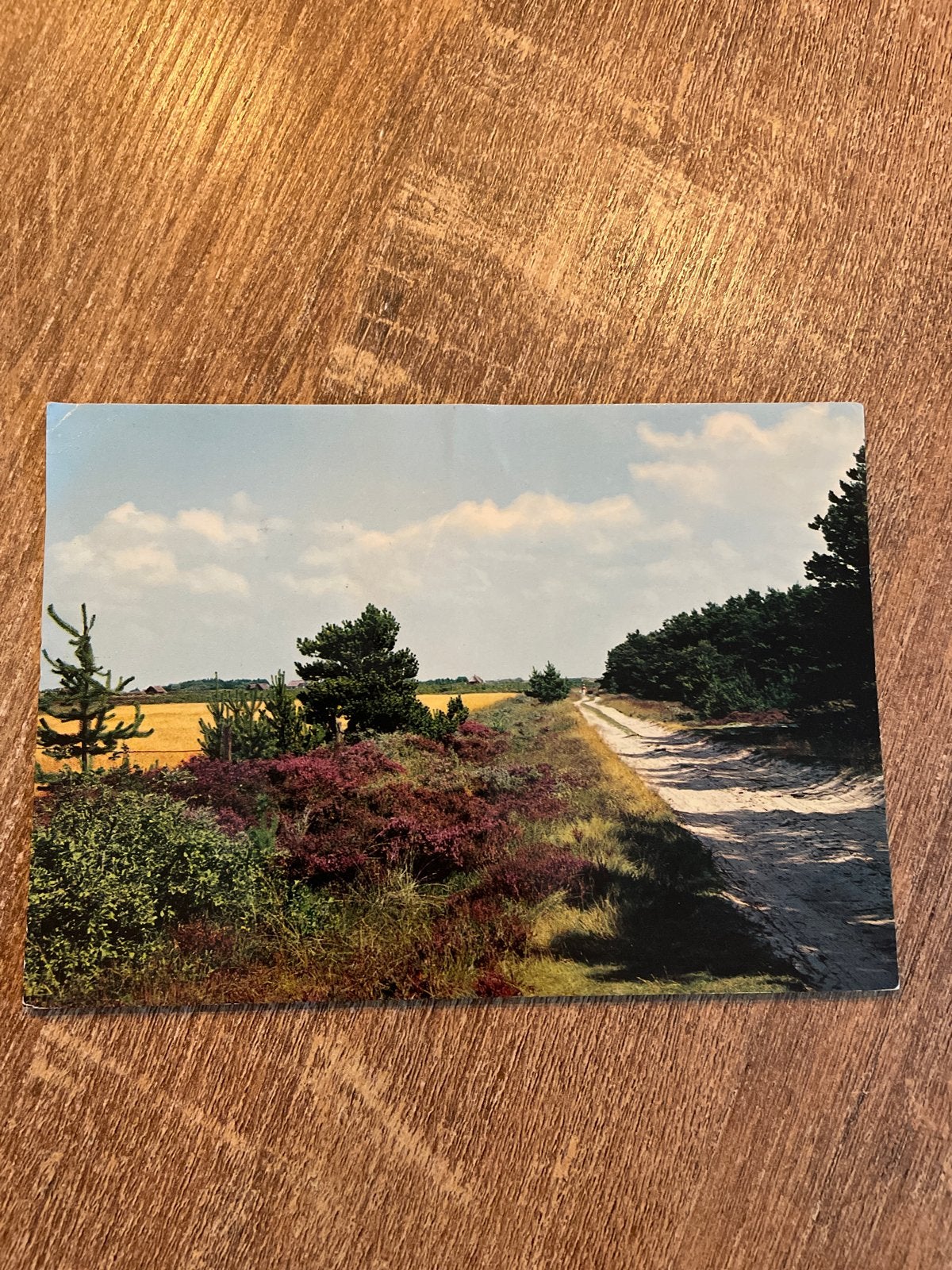Vintage Ansichtkaart: Deense Heide en Duinlandschap, Verzamelen, Ophalen of Verzenden, 1960 tot 1980, Natuur