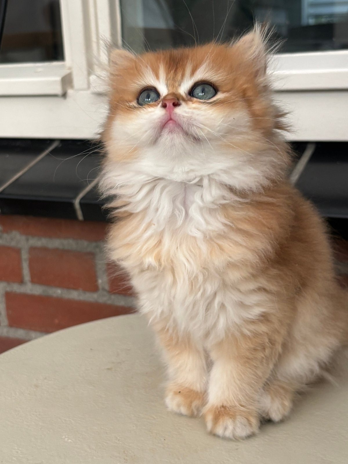 Prachtige Golden shaded  british korthaar, Dieren en Toebehoren, Katten en Kittens | Raskatten | Korthaar, Kater