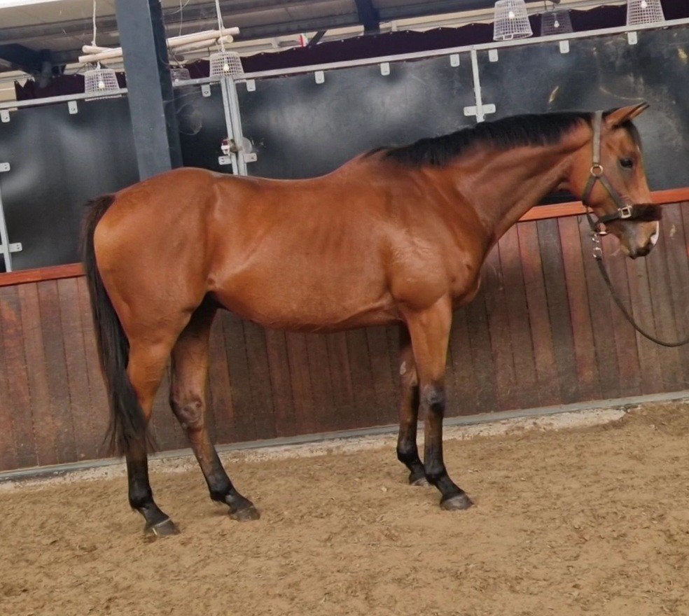 Super lieve en brave allround ruin, Dieren en Toebehoren, Ruin, 7 tot 10 jaar, Met stamboom, B