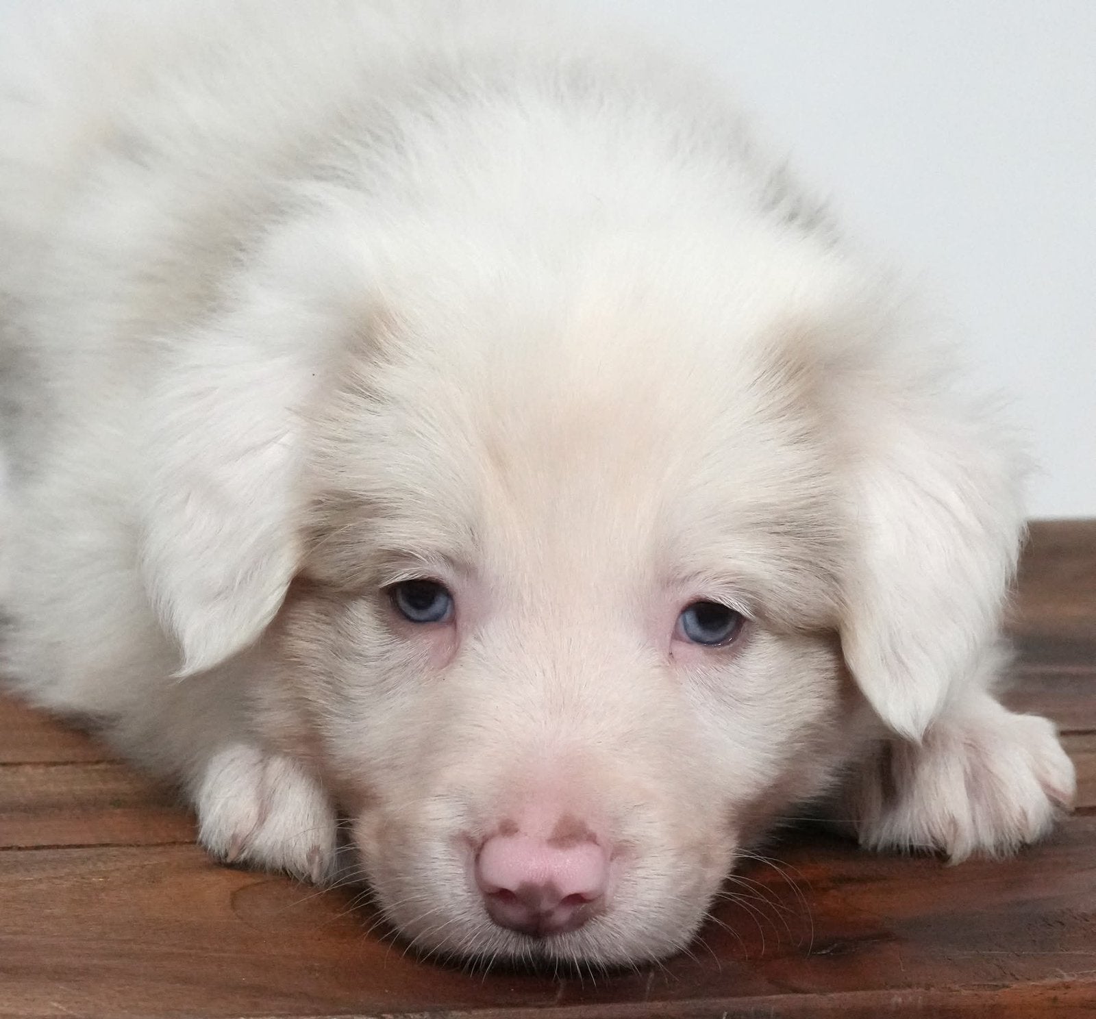 Bordercollie pup, Dieren en Toebehoren, Honden | Herdershonden en Veedrijvers, België, Particulier, Reu, 8 tot 15 weken