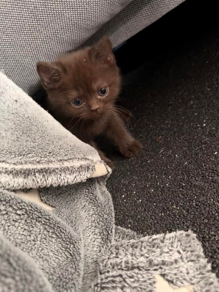 Nog 1 lieve choco Britse Korthaar Kitten, Dieren en Toebehoren, Katten en Kittens | Raskatten | Korthaar, Meerdere dieren, Ontwormd