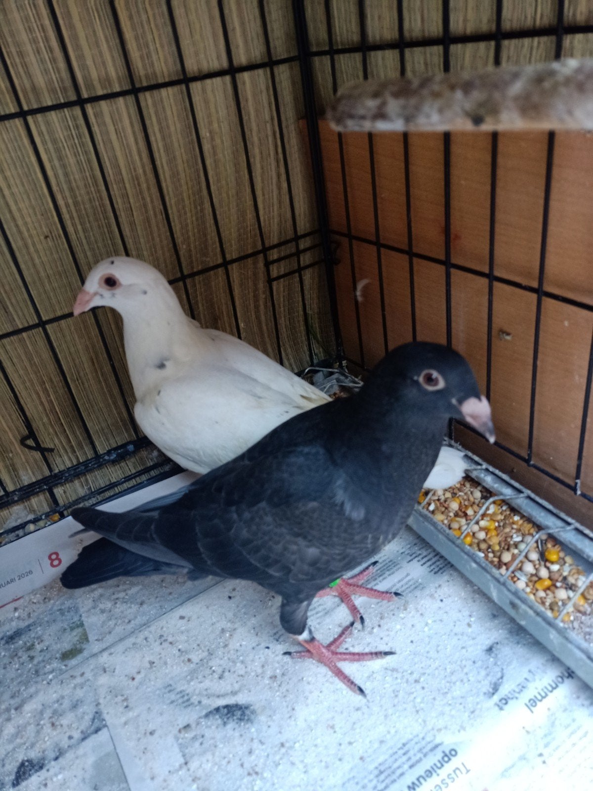 Jonge koppel postduiven, Dieren en Toebehoren, Meerdere dieren, Postduif