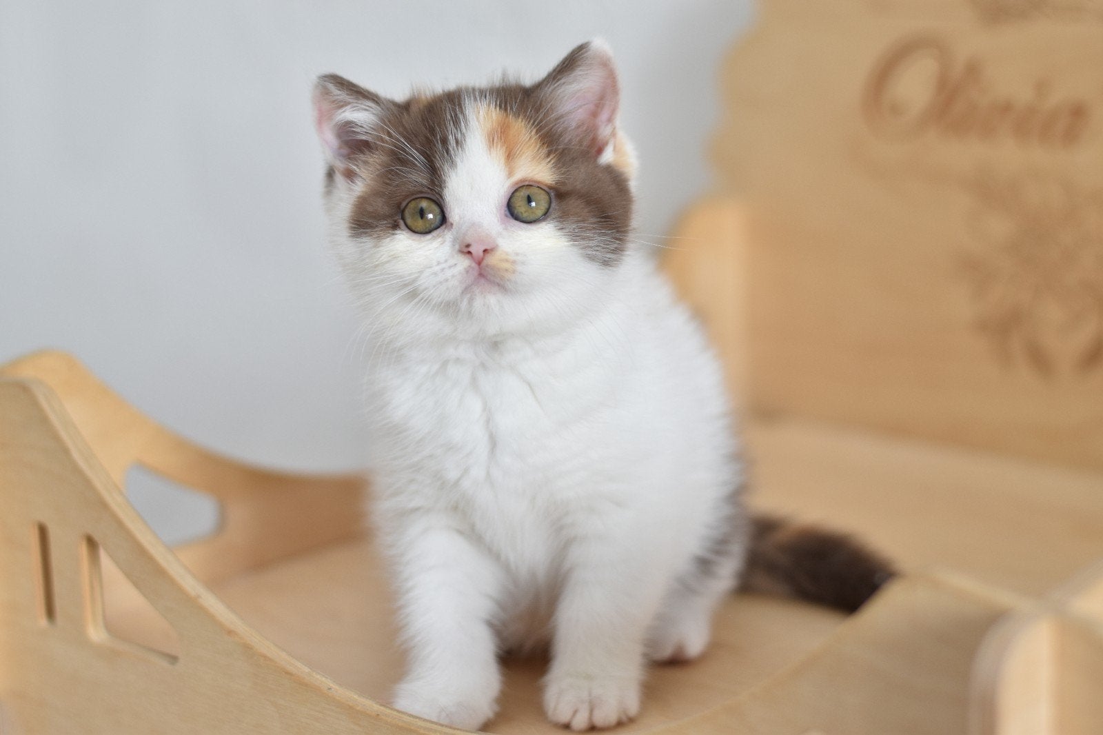 Britse Korthaar Chocolate Tortie Harlekijn – Nancy, Poes, Met stamboom