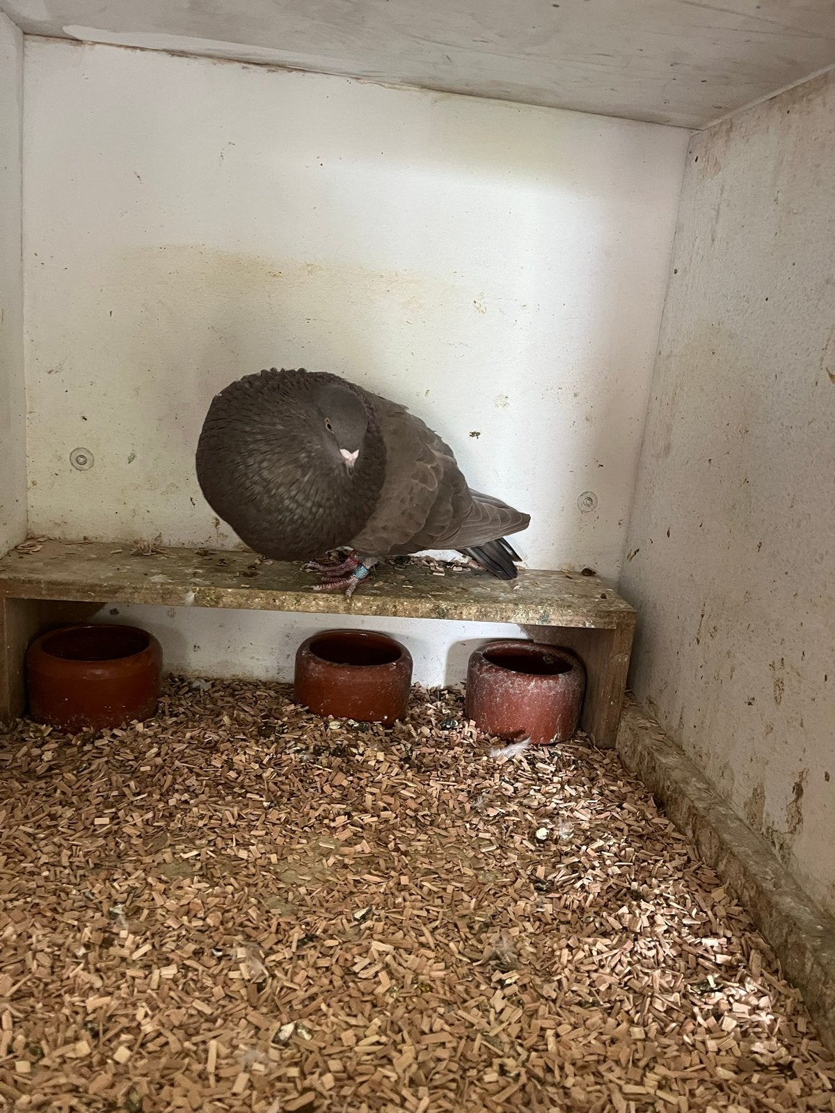Veleno kropper duivin. Spaans imp, Dieren en Toebehoren, Vrouwelijk, Kropper