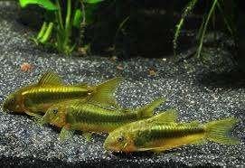 Corydora green laser - Koidreams Valburg, Vis