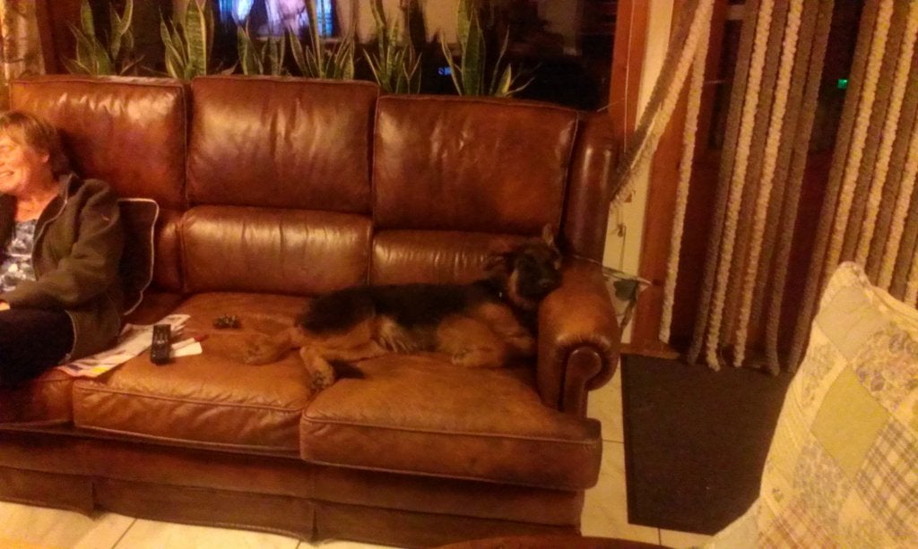 hondenvoer gratis zijn 2 brokken door elkaar, Ophalen, Hond