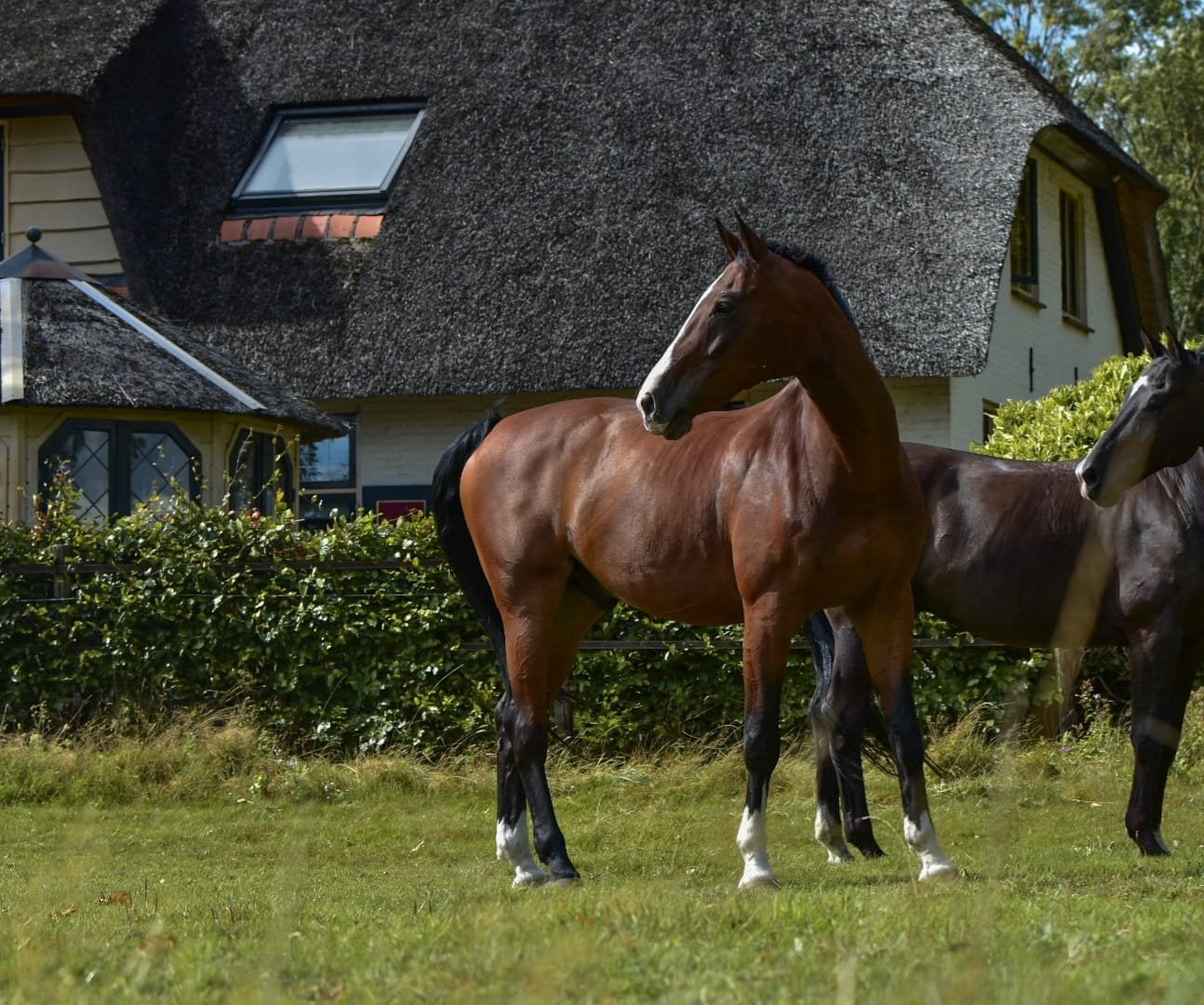 Super brave en lieve ruin, Ruin, Dressuurpaard, 170 tot 175 cm, 11 jaar of ouder