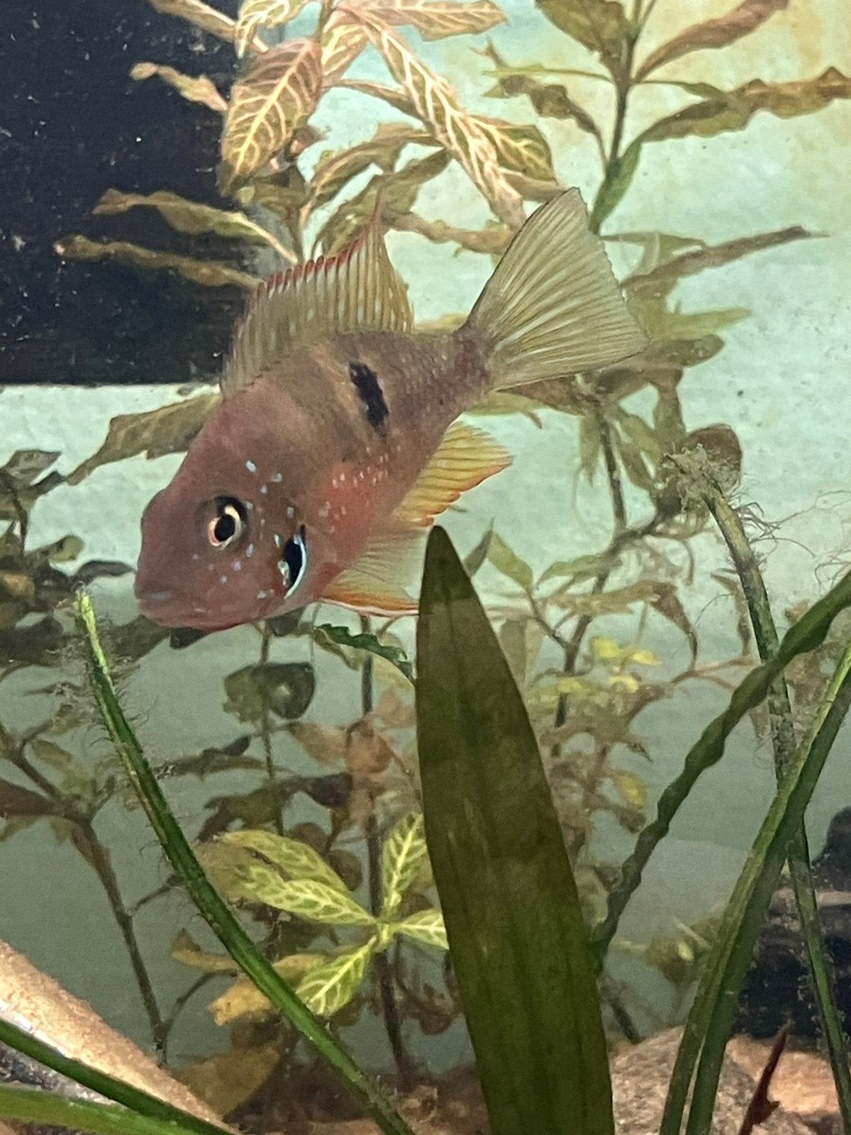 Thorichthys Ellioti, Vis